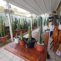 cactus cereus peruviano 