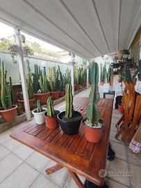 cactus cereus peruviano 