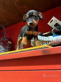 Cuccioli di pinscher
