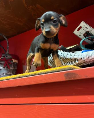 Cuccioli di pinscher