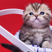Scottish fold maschio e femmina