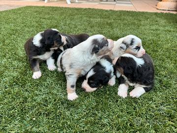 Cuccioli pastore australiano con pedigree