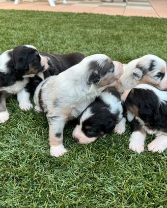 Cuccioli pastore australiano con pedigree