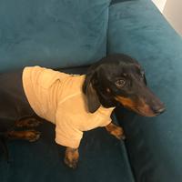 Bassotta bella molto dolce abituata a bambini