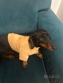 Bassotta bella molto dolce abituata a bambini