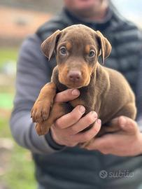 Cuccioli Doberman