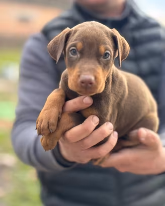 Cuccioli Doberman