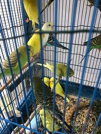 Stock 35 Cocorite da 2 mesi a 3 anni