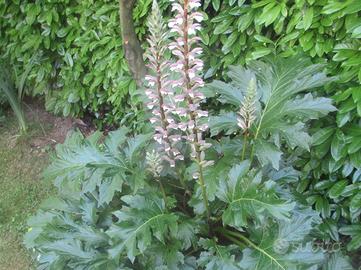 piante perenni