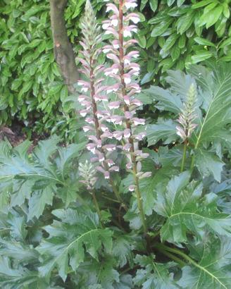 piante perenni