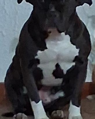 Amstaff pitbull american bully