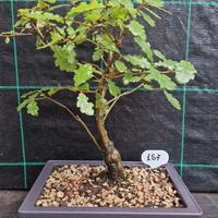 Bonsai di Quercia Roverella 157