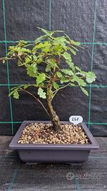 Bonsai di Quercia Roverella 157