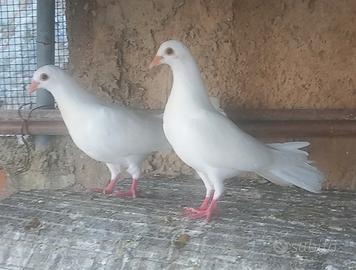 Colombe bianche