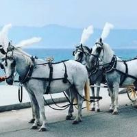 Finimenti Kieffer per attacchi x cavalli