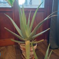 Aloe vera grande - vaso 23 cm