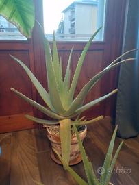 Aloe vera grande - vaso 23 cm