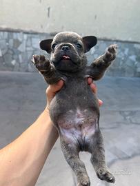 Bulldog francese