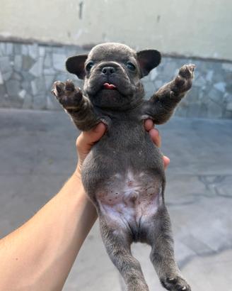 Bulldog francese