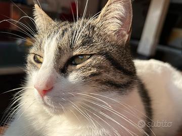Gatto ? in affido