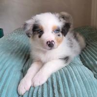 Australian Shepherd
