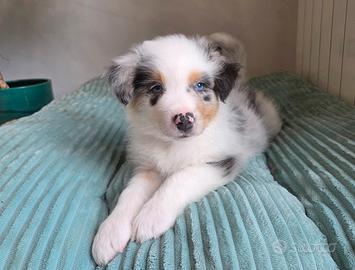 Australian Shepherd