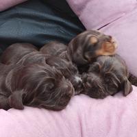 Cuccioli cocker spaniel inglese