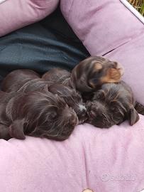 Cuccioli cocker spaniel inglese