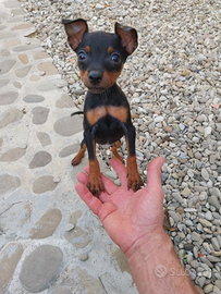 Pinscher nani