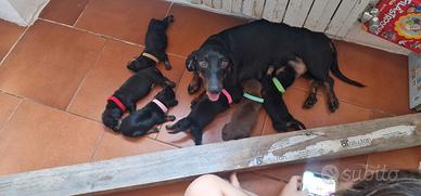 Splendidi cuccioli di Bassotto nero focato