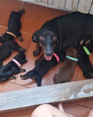 Splendidi cuccioli di Bassotto nero focato