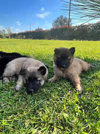 Cuccioli di pastore belga tervuner-groenendael