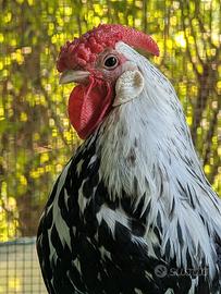 Gallo Amburgo