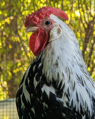 Gallo Amburgo