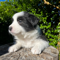 Cani border collie