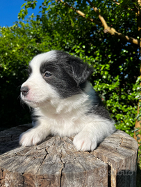 Cani border collie