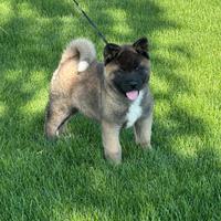 Akita Americano