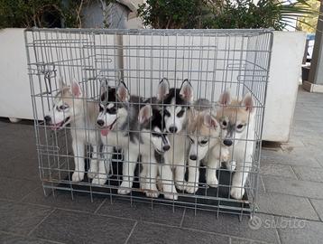 Incantevoli cuccioli di Siberian Husky