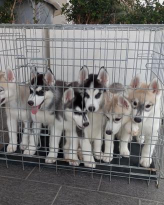 Incantevoli cuccioli di Siberian Husky