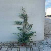 Piante eucalipto cinerea