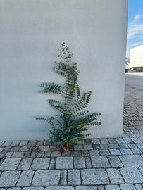 Piante eucalipto cinerea