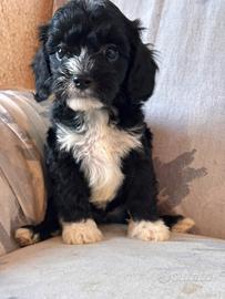 Cuccioli di cane CavaPoo