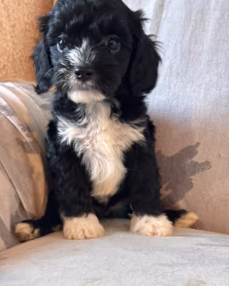 Cuccioli di cane CavaPoo
