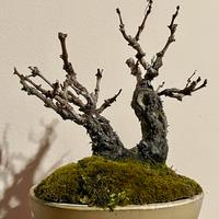 Bonsai vite shohin