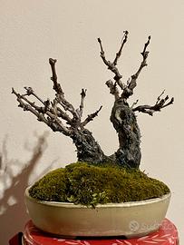 Bonsai vite shohin