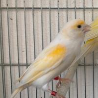 Canarine femmine 2024