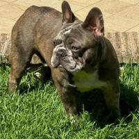 Bulldog francesi