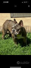 Bulldog francesi
