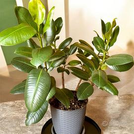Ficus Elastica XL