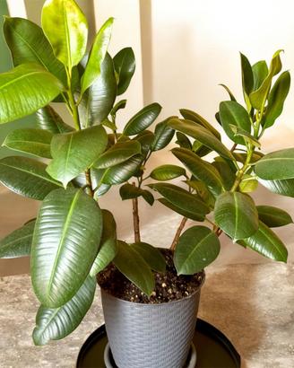 Ficus Elastica XL